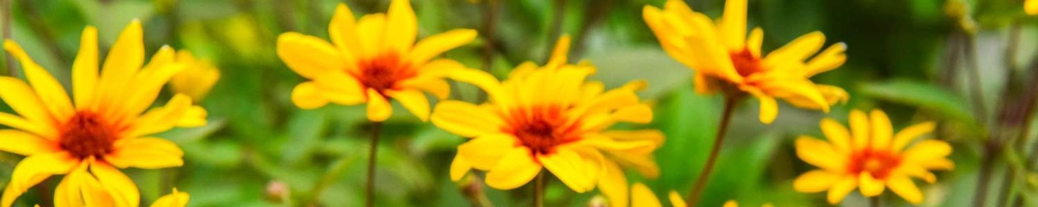 Cover photo for Donna Walker's Obituary