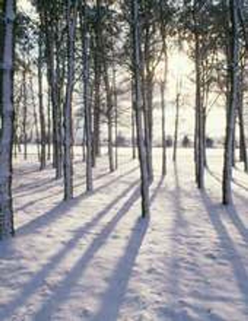 Donald Brunner Profile Photo