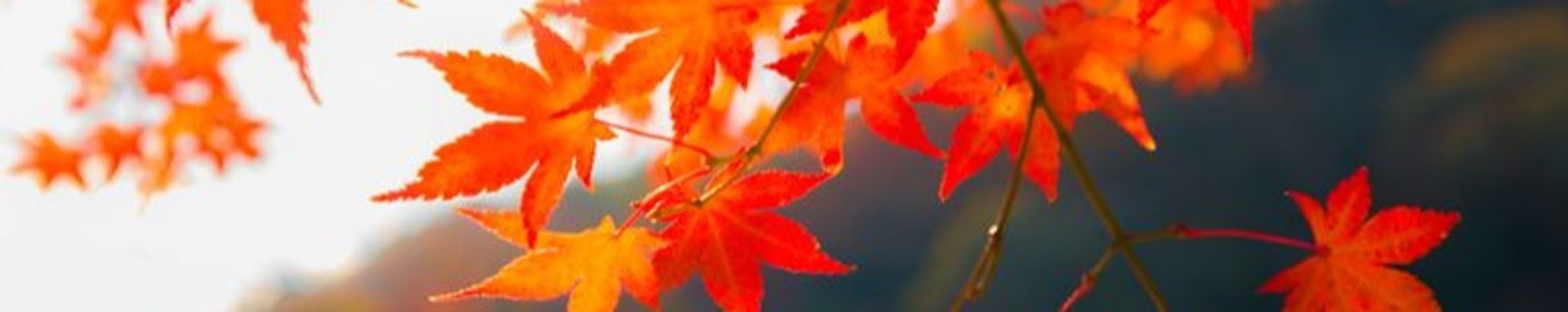 Cover photo for Jewel Marie McDaniel's Obituary