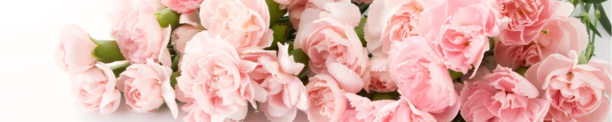 Cover photo for Deborah Virginia Barone's Obituary