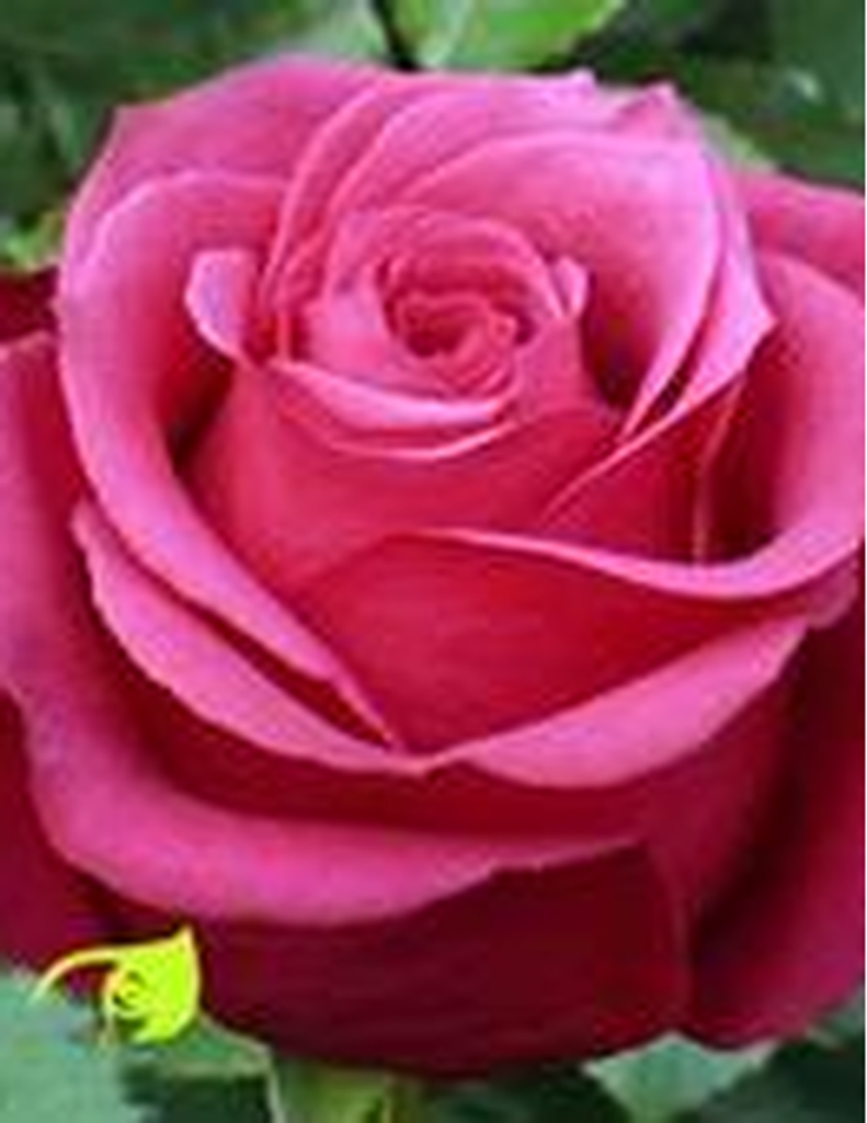 Linda Diane Hildbold