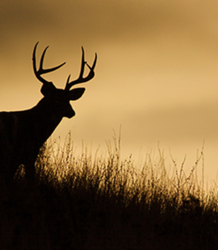 Gregory York Musselman Profile Photo