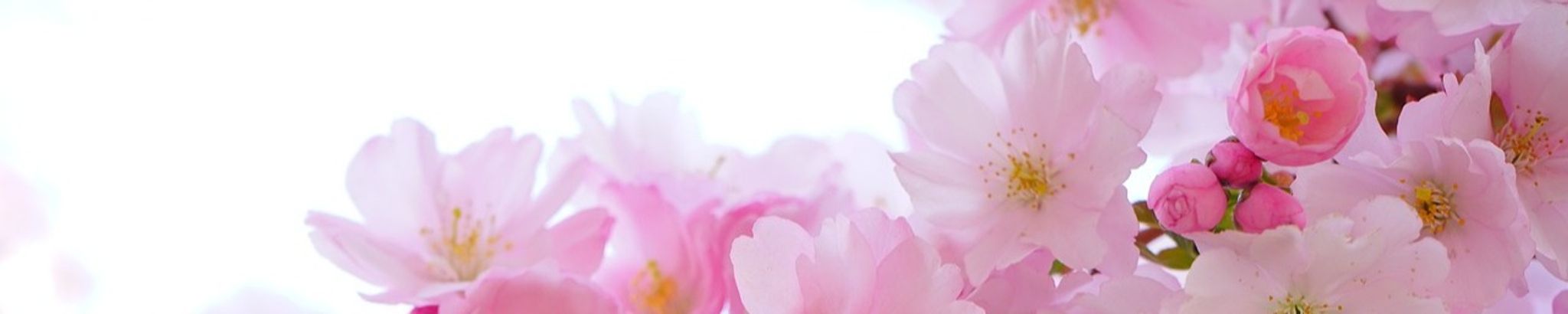 Cover photo for Brenda Duchane Alverez's Obituary