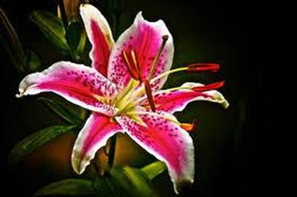 Jean L. Andrews Profile Photo