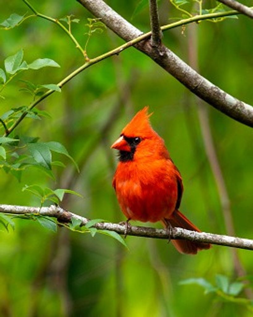 Gerry Kenneth Reed Profile Photo