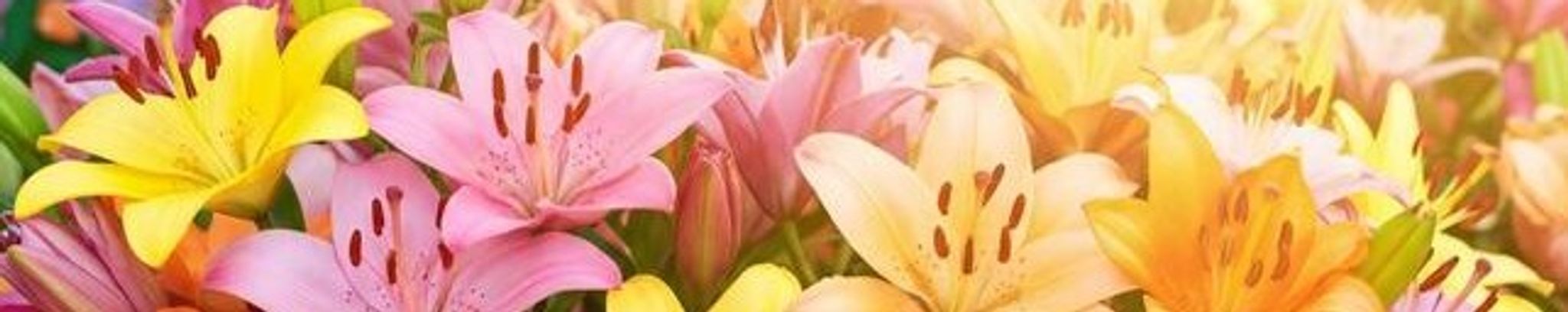 Cover for Jill L. Symecko's Obituary