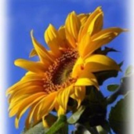 Harold Duane Trapp Profile Photo