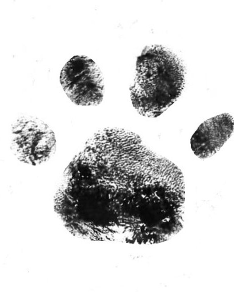 Daisy Dejewski Profile Photo