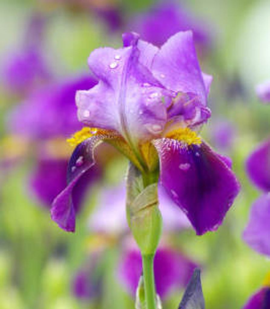 Martha Seonbuchner Profile Photo