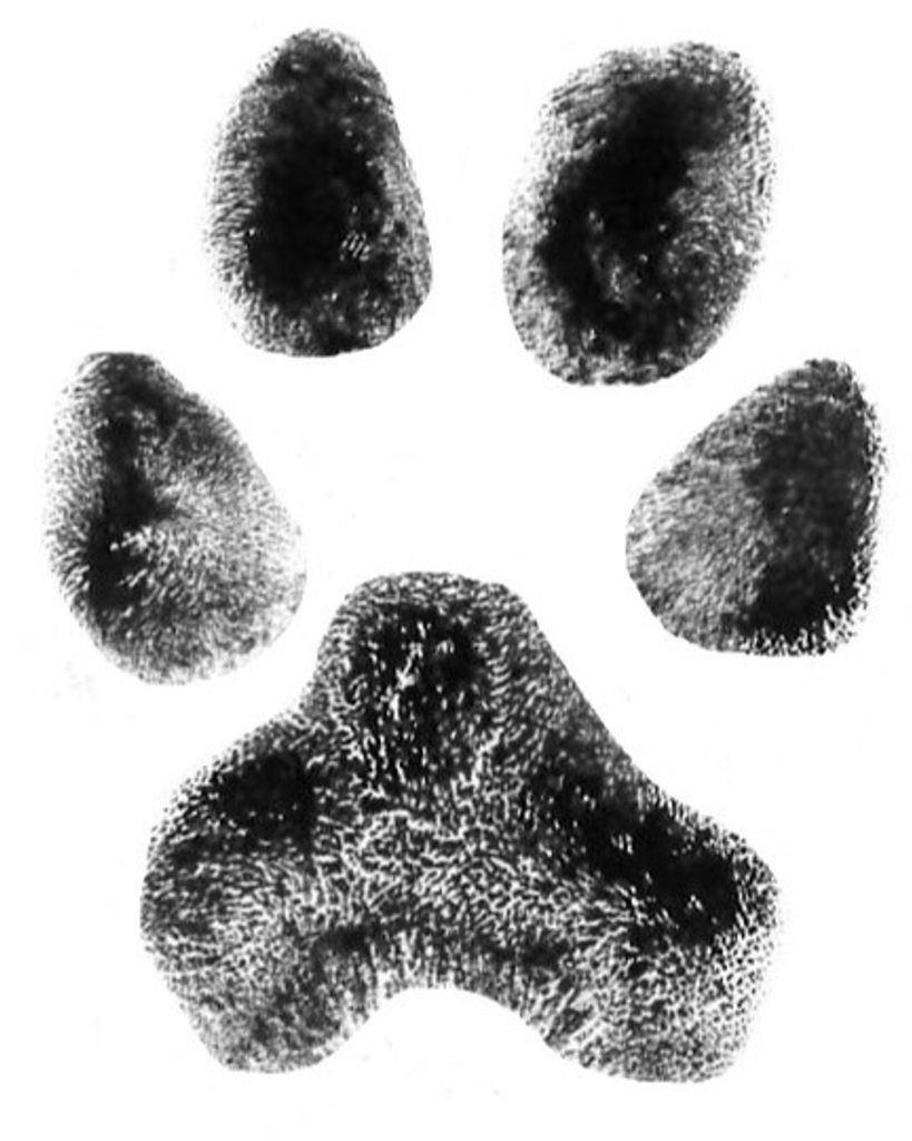 Pepper Edwards Profile Photo