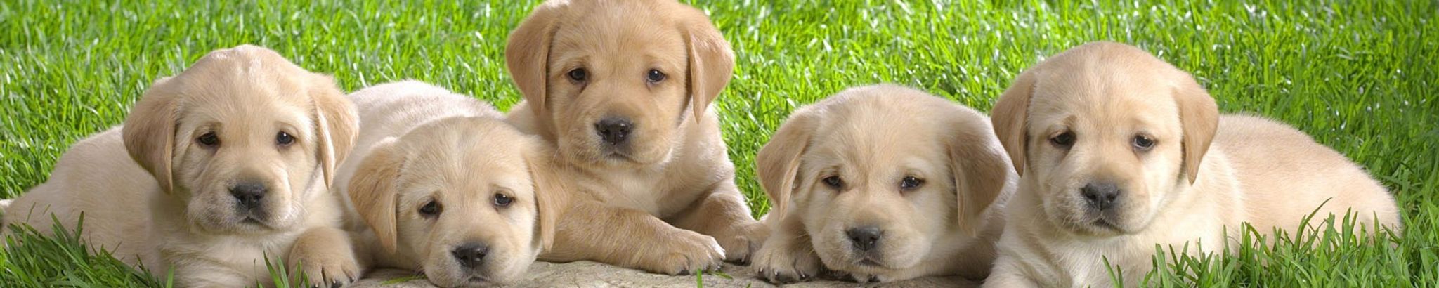 Cover for Sheila Moss Strickland's Obituary