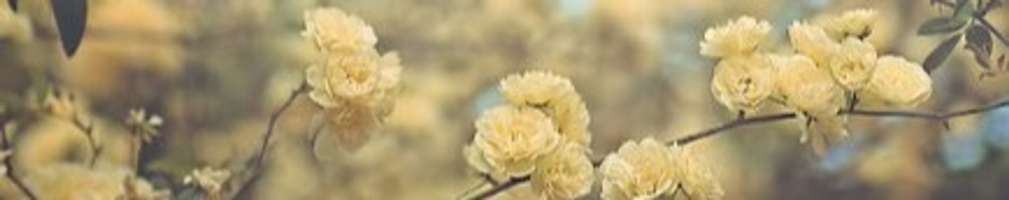 Cover for Tillie Rose Porter's Obituary