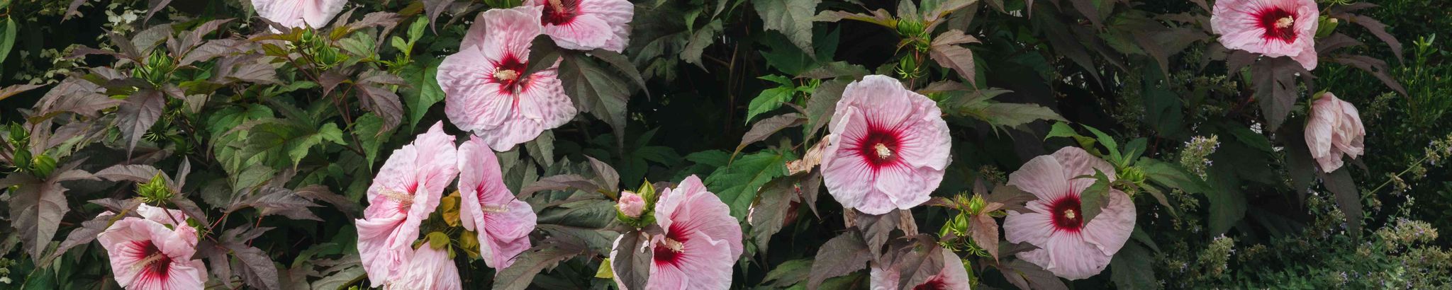 Cover for Frank Matthew Hosh's Obituary