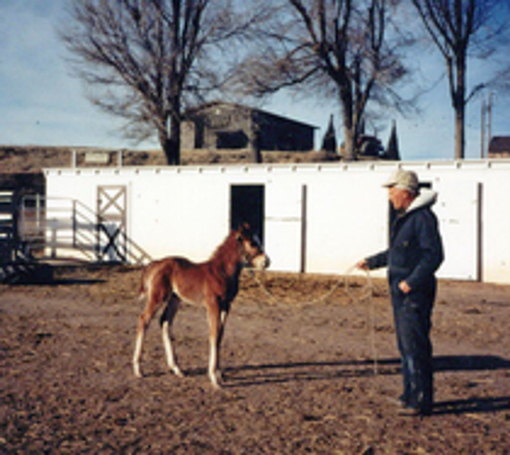 Jr. See