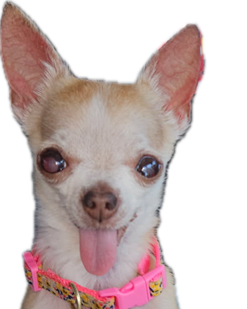 LiLi Allen Profile Photo