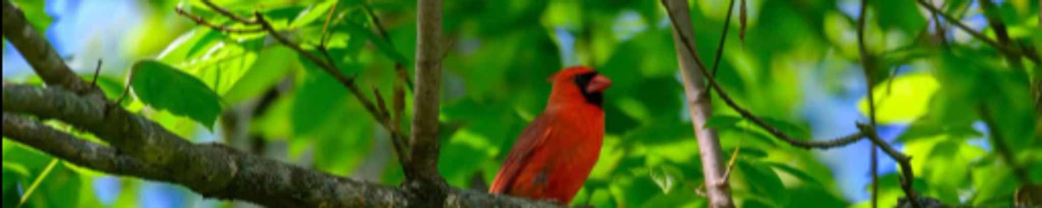 Cover for Patricia Rose Kruger's Obituary