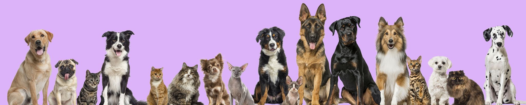 Cover for Kathy Dills's Obituary