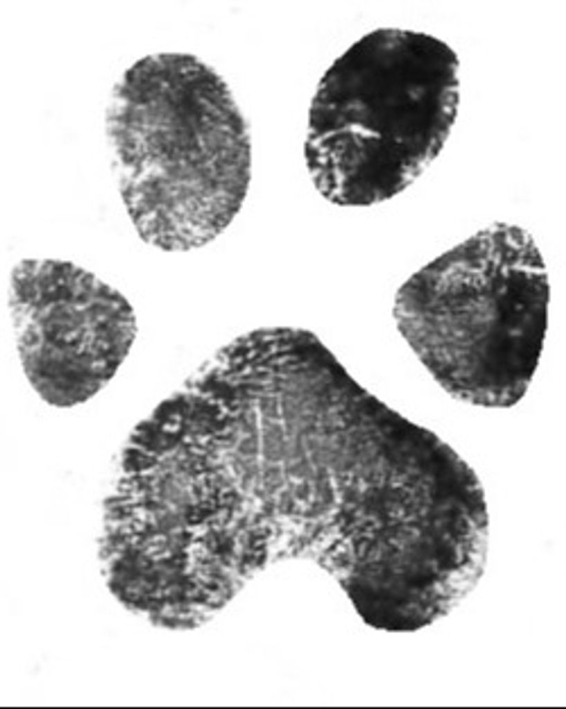 Sheba Bracken Profile Photo