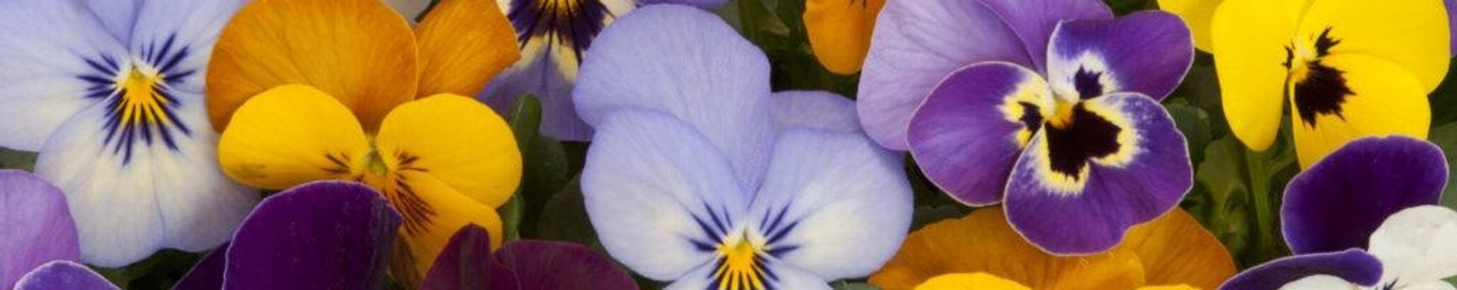 Cover for Bonnie Kay Carpenter's Obituary