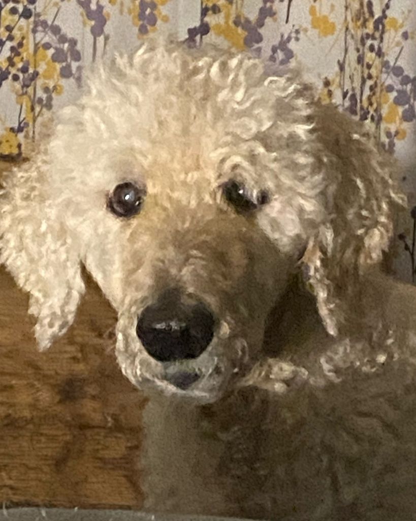 Petey Boy Brophy Profile Photo