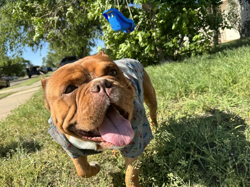 Gizmo Moreno Profile Photo