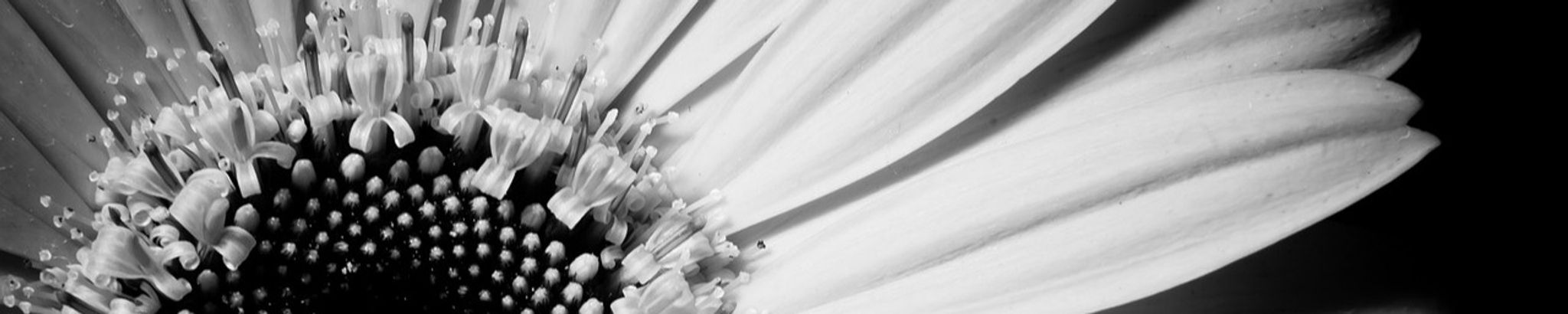 Cover for Elizabeth Hibbs's Obituary