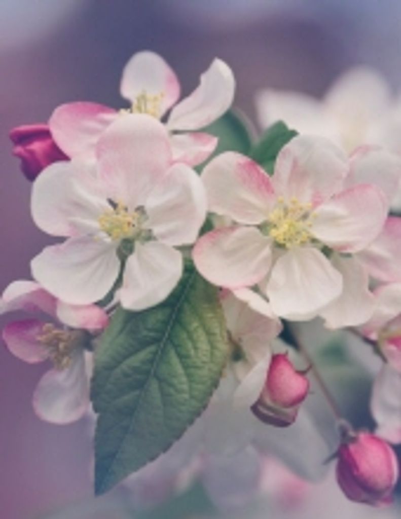 Frances Joann Hendrix