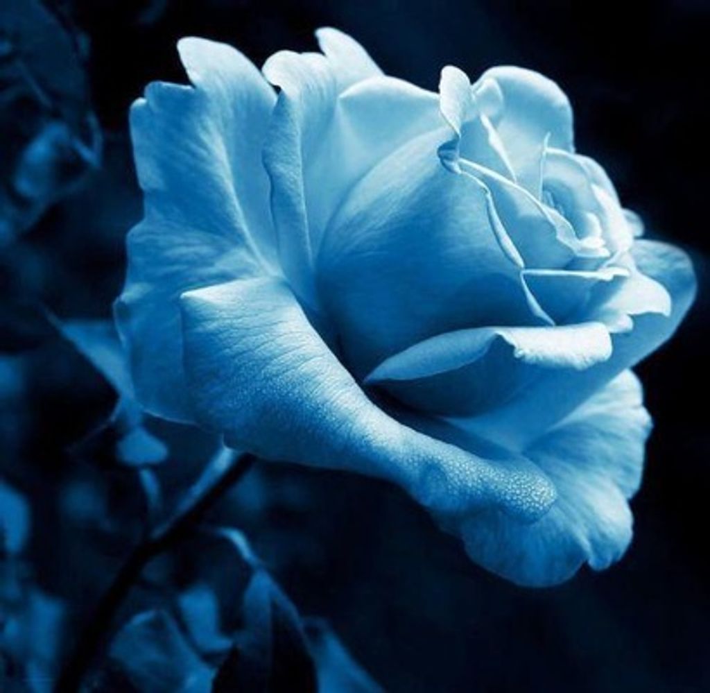 Alberta R. Miller (Nee Ferguson)