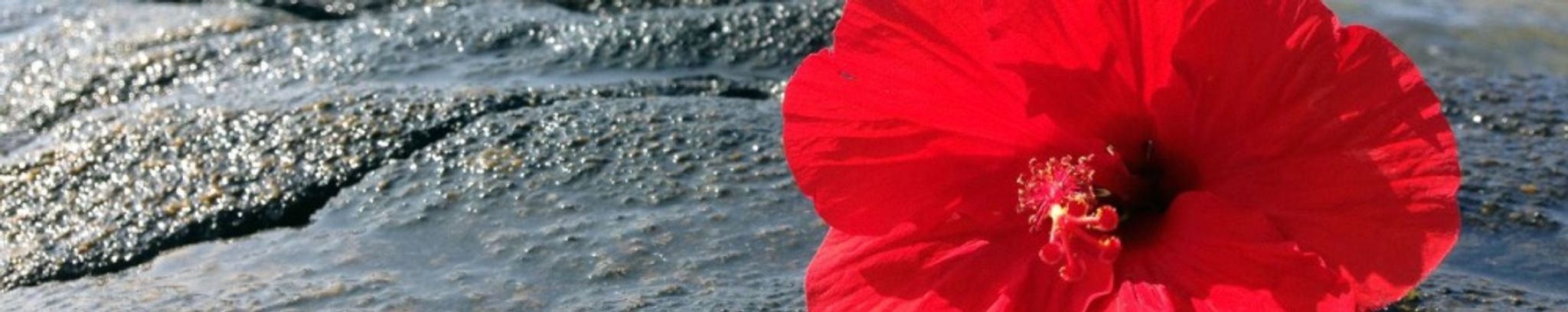 Cover photo for Arletta Mae Machamer's Obituary