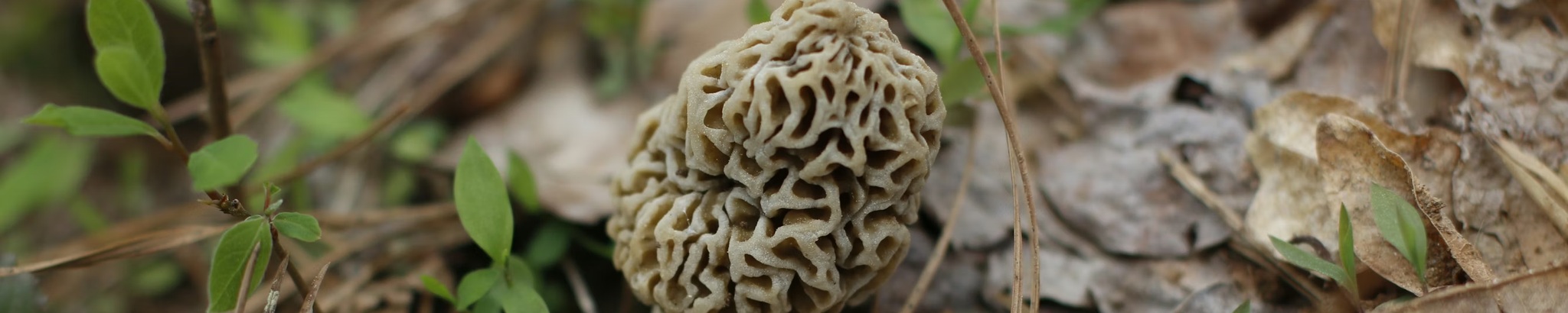 Cover for David E. Edgington's Obituary