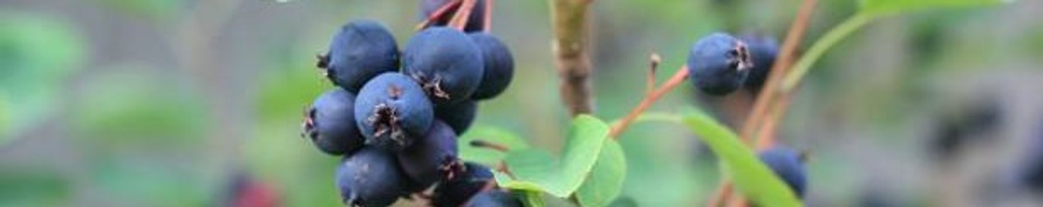 Cover for Ruby Lorraine Peters's Obituary