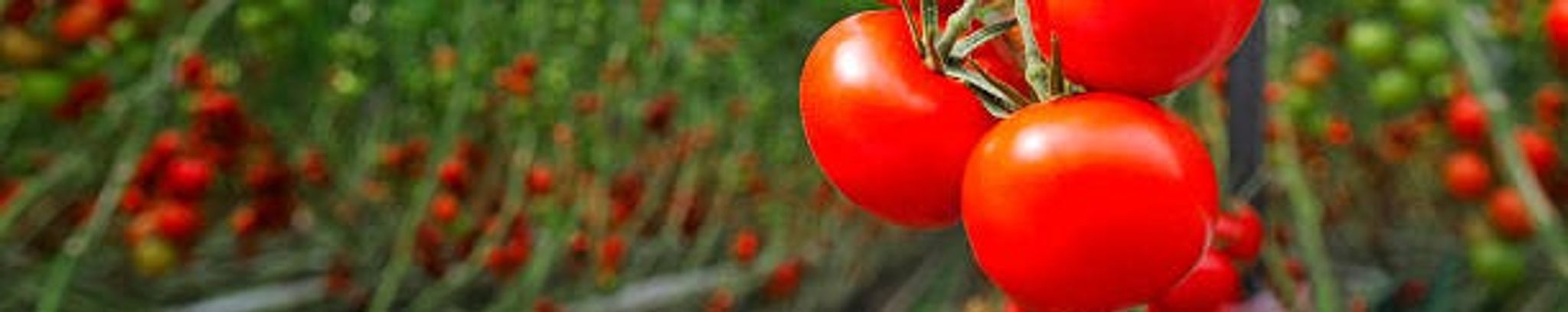 Cover for Francesco Di Carlo's Obituary