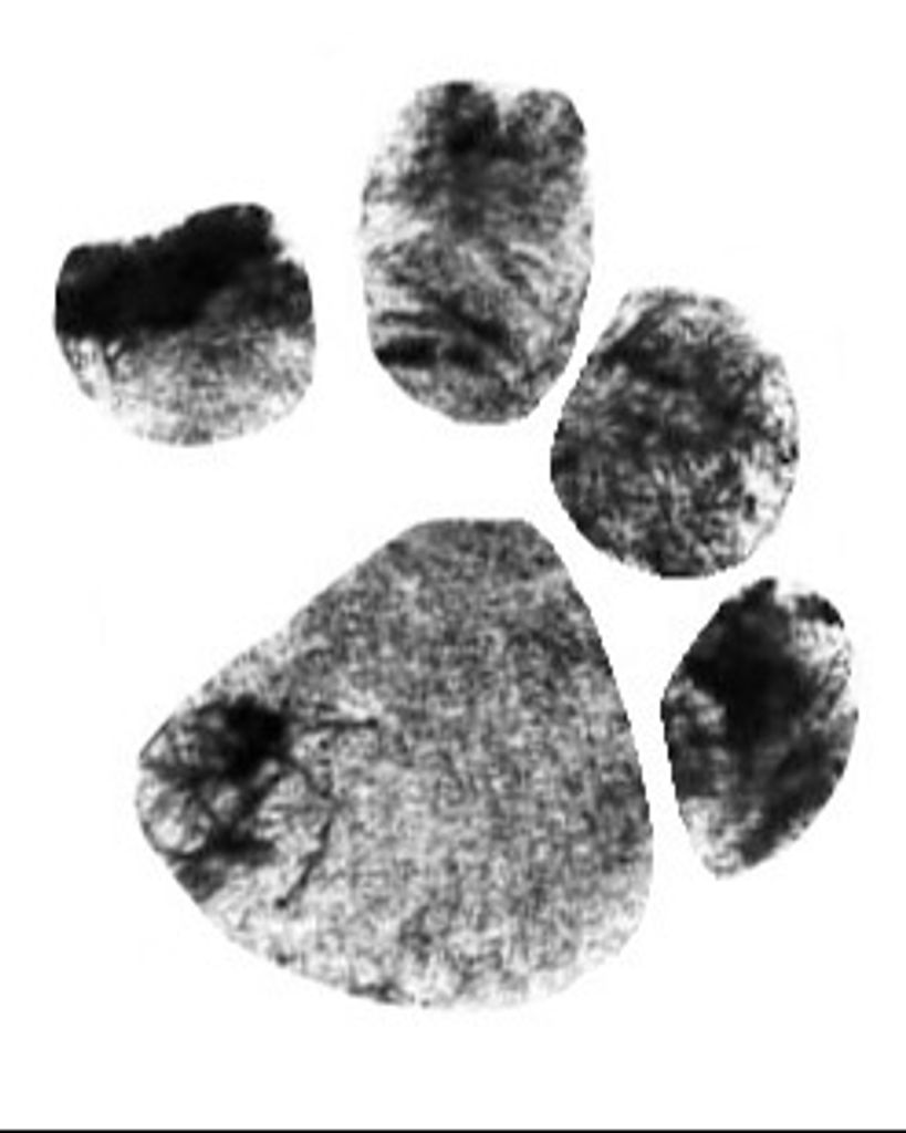 Buns Taylor Profile Photo