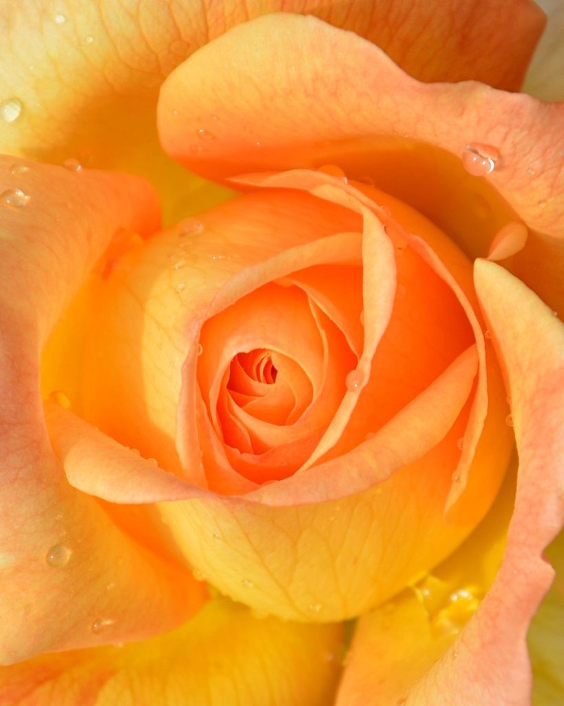 Susan Lee Roper Profile Photo