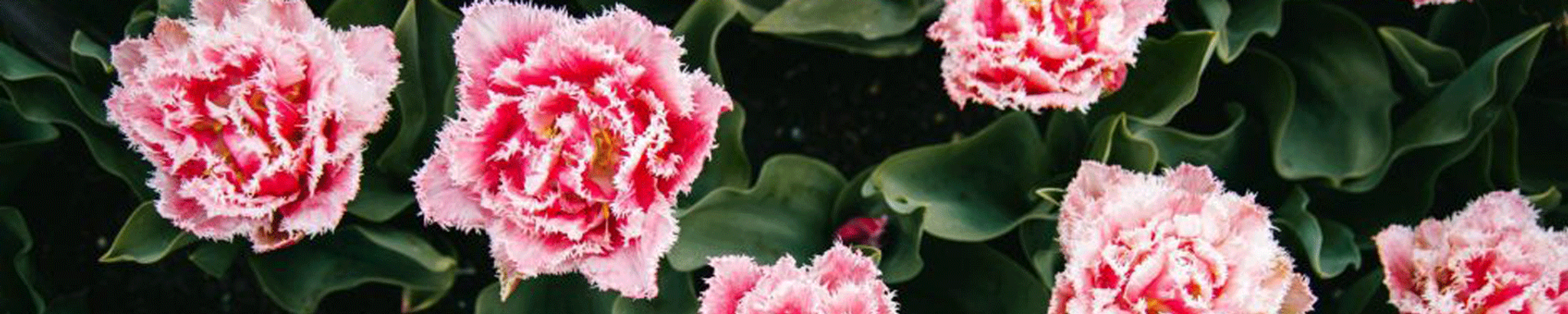 Cover photo for Lorraine Prows Haviland's Obituary