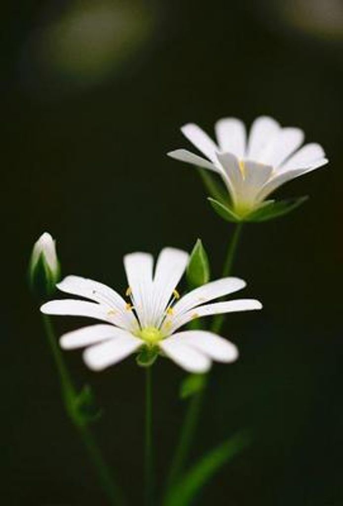 Virgina Schroer Profile Photo