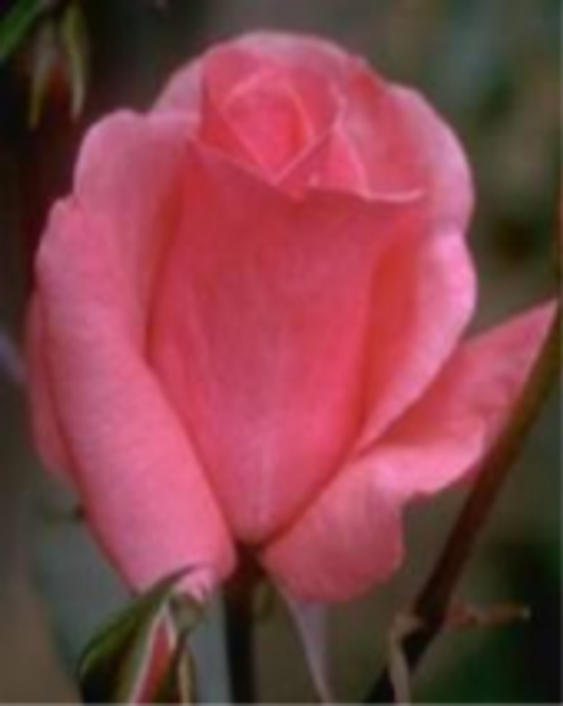 Elizabeth Betty Puffenberger