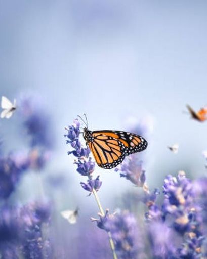 Catherine T. McGowan's obituary image