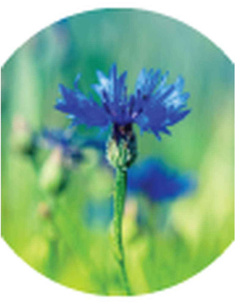 Mildred (Cantrell) Medina