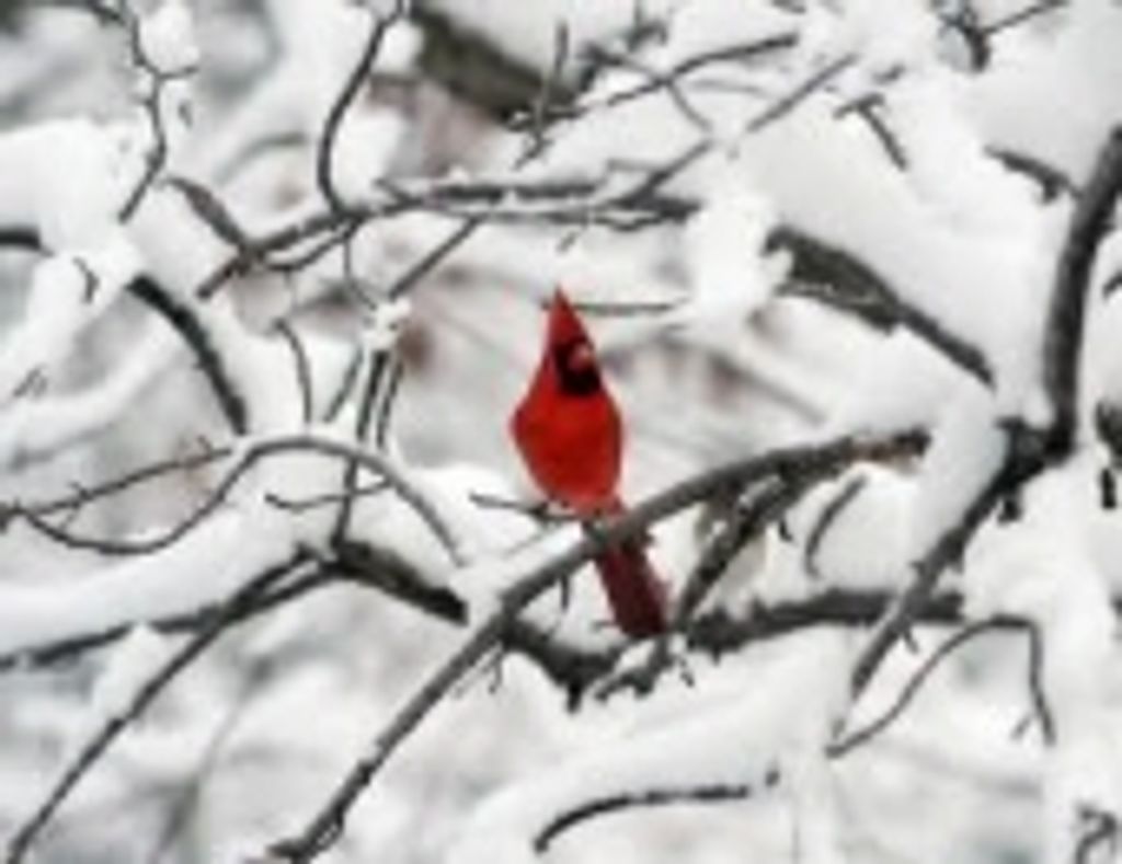 Nikolay Gregory Pidkalyuk