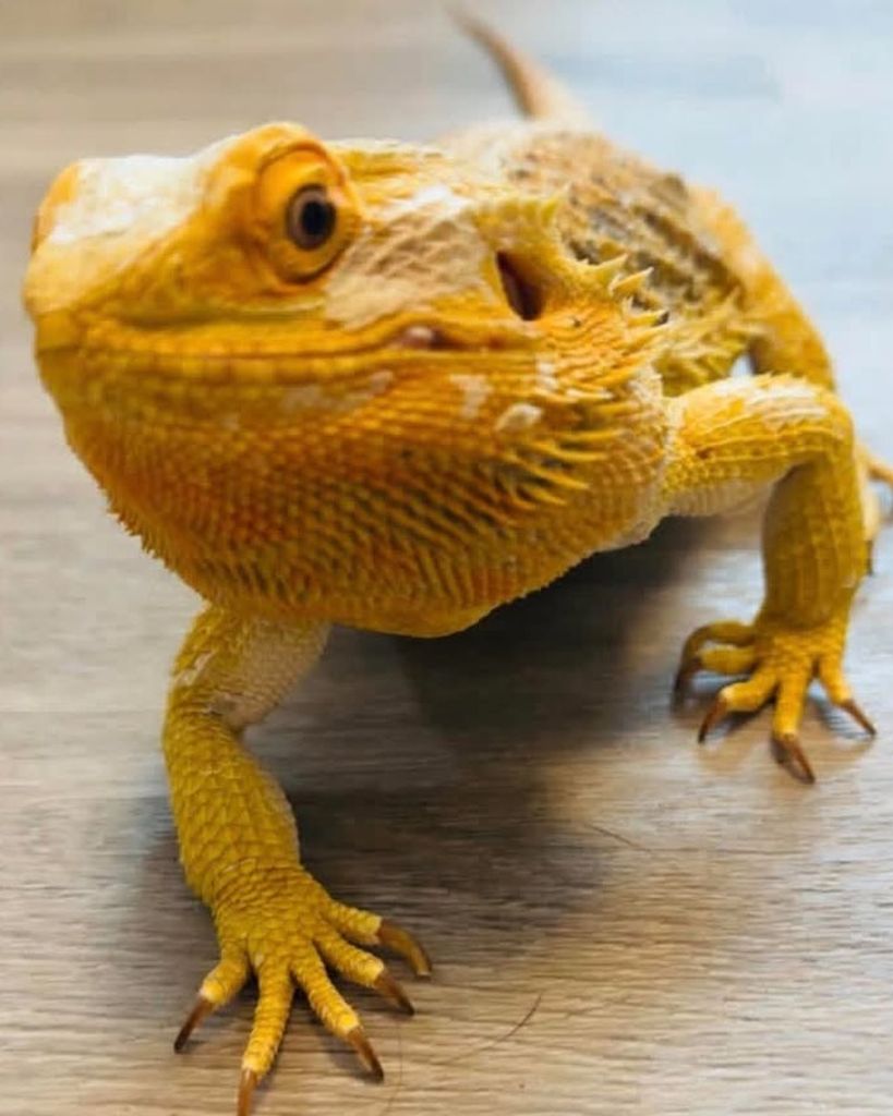 Moxley the Bearded Dragon