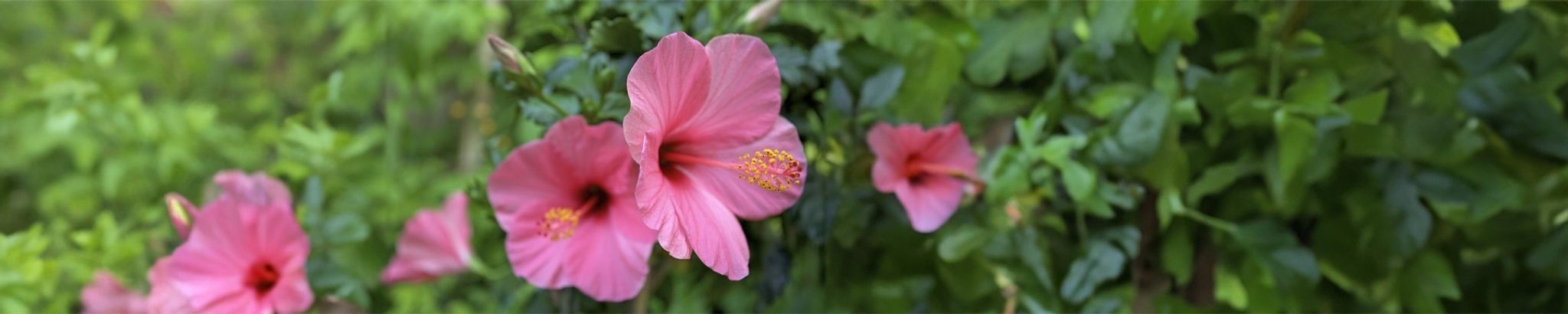 Cover photo for Marjorie Monica Craver's Obituary