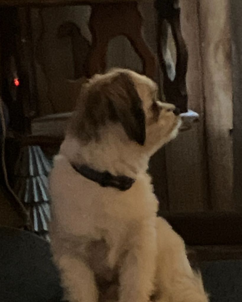 Toby