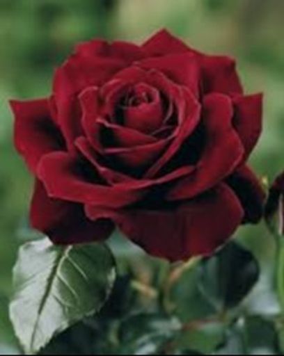 Bernice Onsgard's obituary image