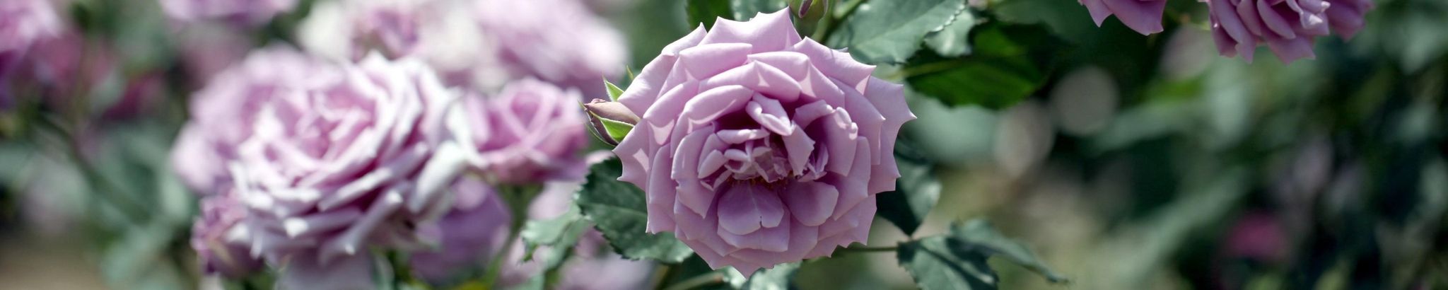 Cover photo for Paula Hankins's Obituary