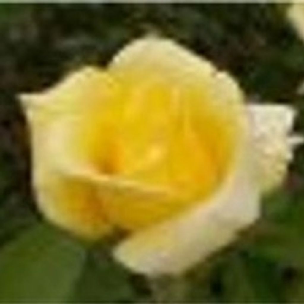 Teodora Baca Profile Photo