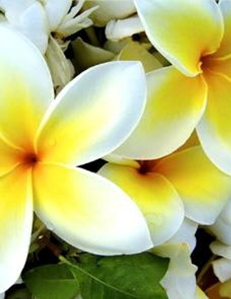 Seberiana Torres Bemis Profile Photo