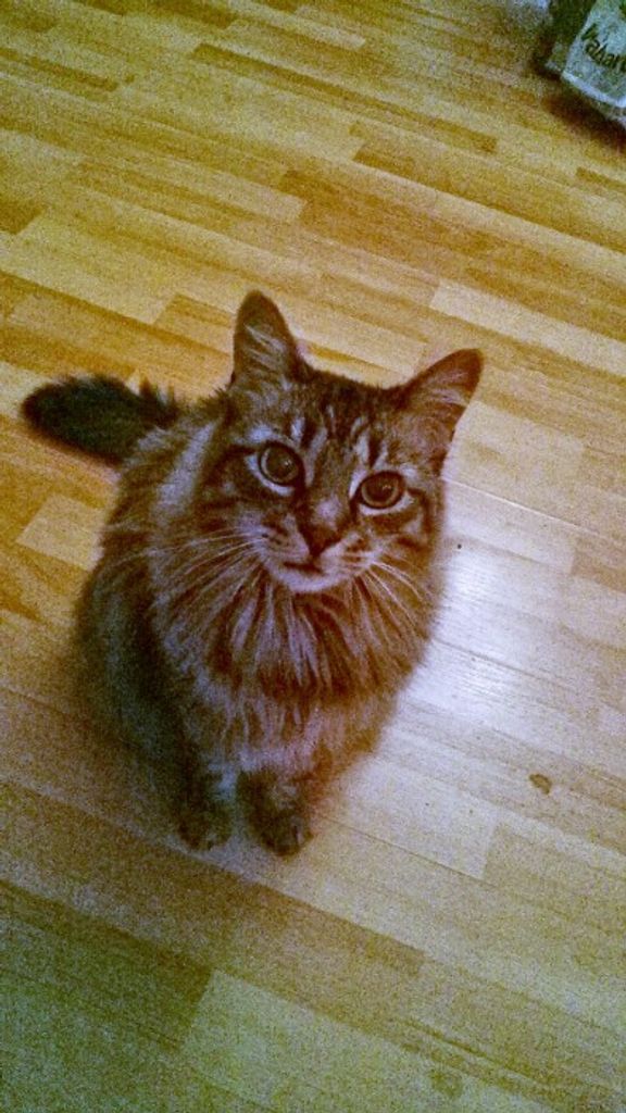 Mrs. Fluff Haskins