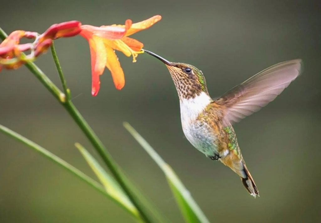 Christine Elizabeth King Profile Photo