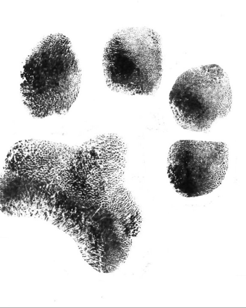 Biggie Blackburn Profile Photo